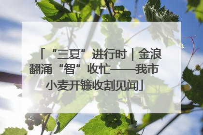 “三夏”进行时｜金浪翻涌“智”收忙——我市小麦开镰收割见闻