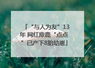 “与人为友”13年 网红麋鹿“点点”已产下8胎幼崽
