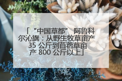 “中国草都” 阿鲁科尔沁旗：从野生牧草亩产 35 公斤到苜蓿草亩产 800 公斤以上
