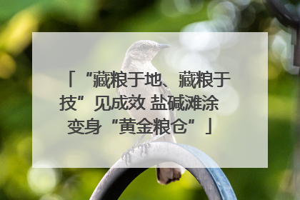 “藏粮于地、藏粮于技”见成效 盐碱滩涂变身“黄金粮仓”