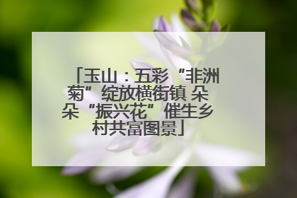 玉山：五彩“非洲菊”绽放横街镇 朵朵“振兴花”催生乡村共富图景
