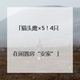 猫头鹰×5！4只在闲置房“安家”