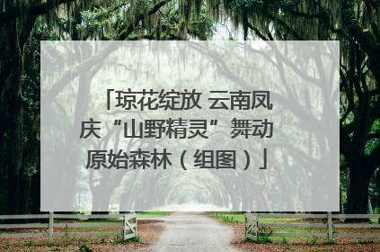 琼花绽放 云南凤庆“山野精灵”舞动原始森林（组图）