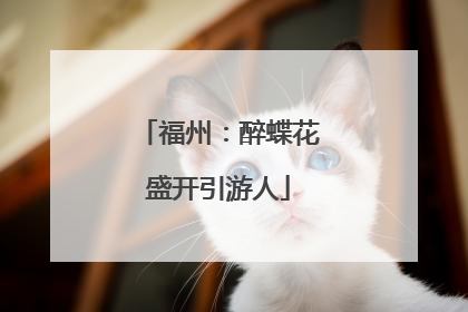 福州：醉蝶花盛开引游人