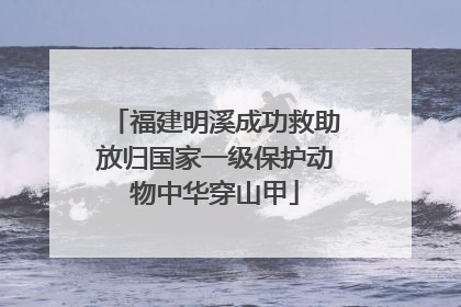 福建明溪成功救助放归国家一级保护动物中华穿山甲