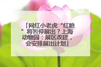 网红小老虎“红糖”将暂停展出？上海动物园：展区改建，会安排展出计划