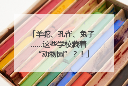 羊驼、孔雀、兔子……这些学校藏着 “动物园”？！