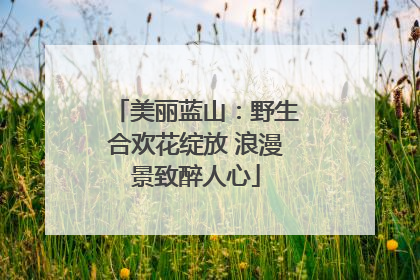 美丽蓝山：野生合欢花绽放 浪漫景致醉人心