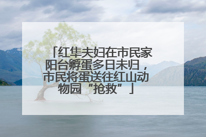 红隼夫妇在市民家阳台孵蛋多日未归，市民将蛋送往红山动物园“抢救”