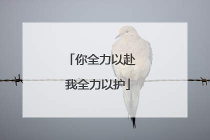 你全力以赴 我全力以护