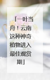 一叶当舟！云南这种神奇植物进入最佳观赏期