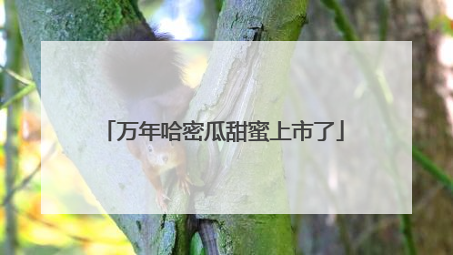 万年哈密瓜甜蜜上市了