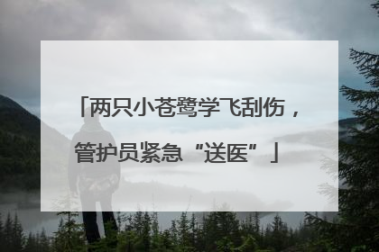 两只小苍鹭学飞刮伤，管护员紧急“送医”