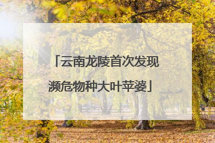 云南龙陵首次发现濒危物种大叶苹婆