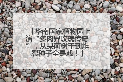 华南国家植物园上演“多肉界玫瑰传奇”，从呆萌树干到炸裂种子全是戏！