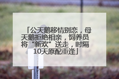 公天鹅移情别恋，母天鹅拒绝相亲，饲养员将“新欢”送走，时隔10天原配重逢
