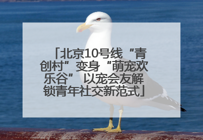 北京10号线“青创村”变身“萌宠欢乐谷” 以宠会友解锁青年社交新范式