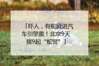 吓人，有蛇藏进汽车引擎盖！北京9天接9起“蛇警”