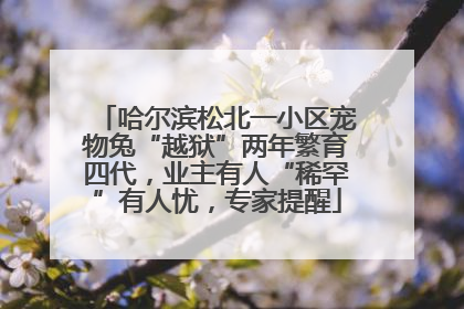 哈尔滨松北一小区宠物兔“越狱”两年繁育四代，业主有人“稀罕”有人忧，专家提醒