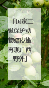 国家二级保护动物蜡皮蜥再现广西野外