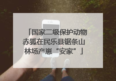 国家二级保护动物赤狐在民乐县锯条山林场产崽“安家”
