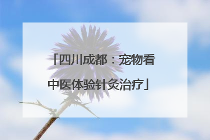 四川成都：宠物看中医体验针灸治疗