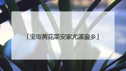 宝岛黄花菜安家尤溪畲乡