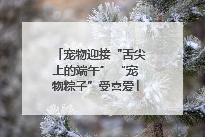 宠物迎接“舌尖上的端午” “宠物粽子”受喜爱
