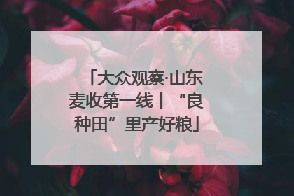 大众观察·山东麦收第一线丨“良种田”里产好粮