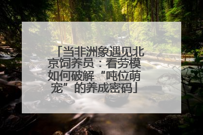 当非洲象遇见北京饲养员：看劳模如何破解“吨位萌宠”的养成密码
