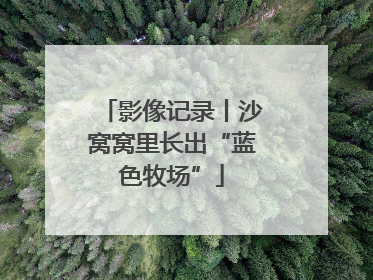 影像记录丨沙窝窝里长出“蓝色牧场”