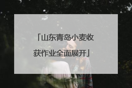 山东青岛小麦收获作业全面展开