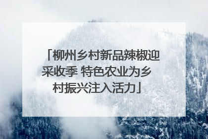 柳州乡村新品辣椒迎采收季 特色农业为乡村振兴注入活力