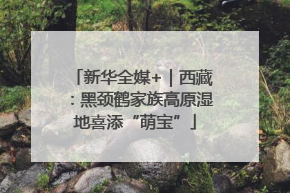 新华全媒+｜西藏：黑颈鹤家族高原湿地喜添“萌宝”