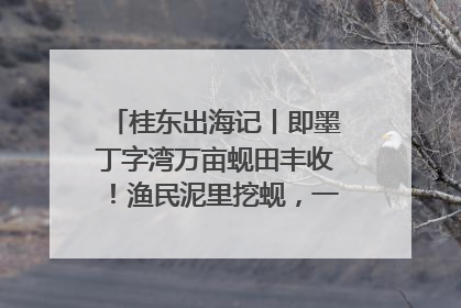 桂东出海记丨即墨丁字湾万亩蚬田丰收！渔民泥里挖蚬，一天上岸过千斤