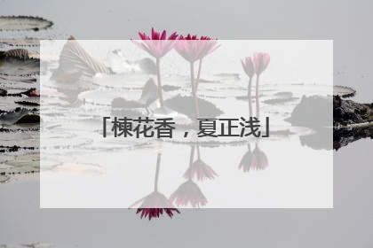 楝花香，夏正浅