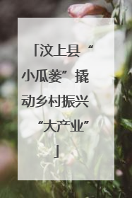 汶上县“小瓜蒌”撬动乡村振兴“大产业”