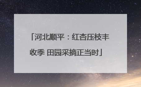 河北顺平：红杏压枝丰收季 田园采摘正当时