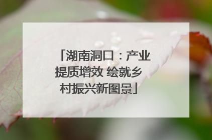 湖南洞口：产业提质增效 绘就乡村振兴新图景