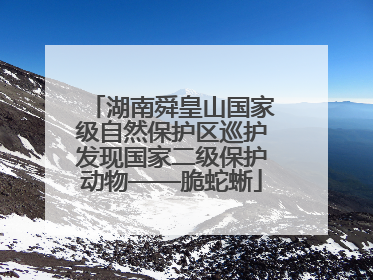 湖南舜皇山国家级自然保护区巡护发现国家二级保护动物——脆蛇蜥