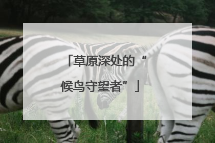 草原深处的“候鸟守望者”