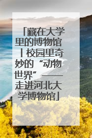 藏在大学里的博物馆丨校园里奇妙的“动物世界”——走进河北大学博物馆