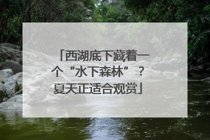 西湖底下藏着一个“水下森林”？夏天正适合观赏