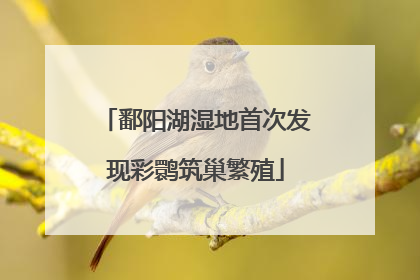 鄱阳湖湿地首次发现彩鹮筑巢繁殖