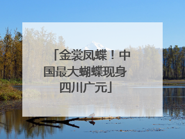 金裳凤蝶！中国最大蝴蝶现身四川广元