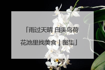 雨过天晴 白头鸟荷花池里找美食｜图集