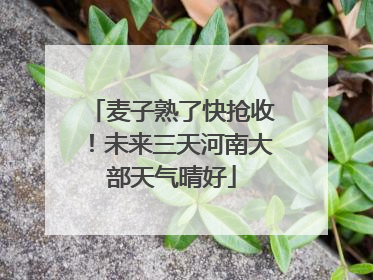 麦子熟了快抢收！未来三天河南大部天气晴好