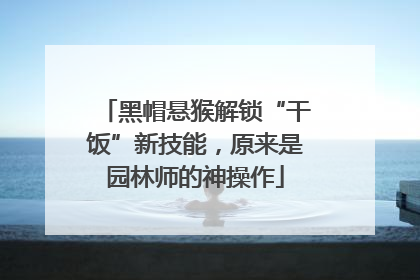 黑帽悬猴解锁“干饭”新技能，原来是园林师的神操作